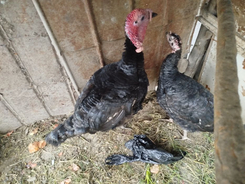 2ta indyuk (xoʻroz va makyon)