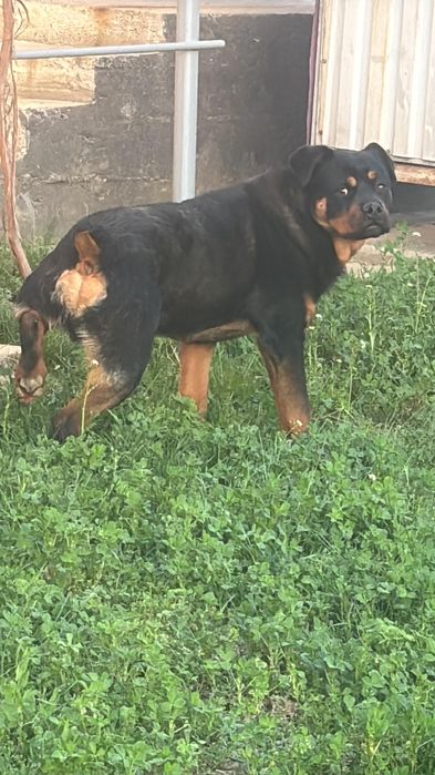 Ротвейлер кобель для вязки