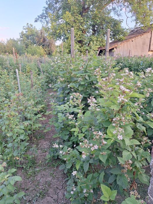 Butasi de mur THORNFREE  si zmeura.