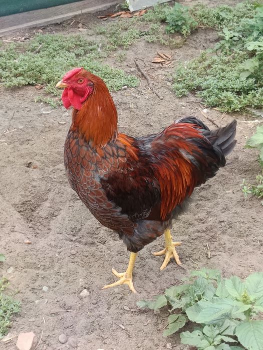 Cocosi Wyandotte 2026,  7 luni
