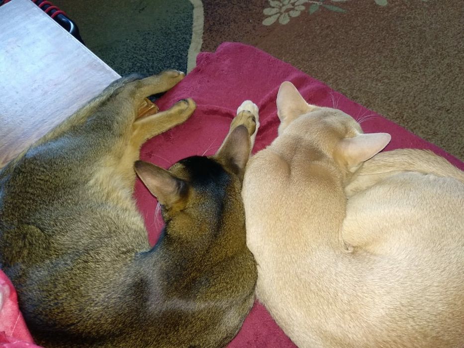 Абиссинский кот на вязку