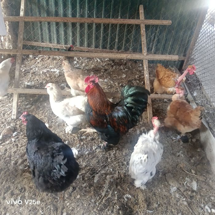 Продам домашних кур