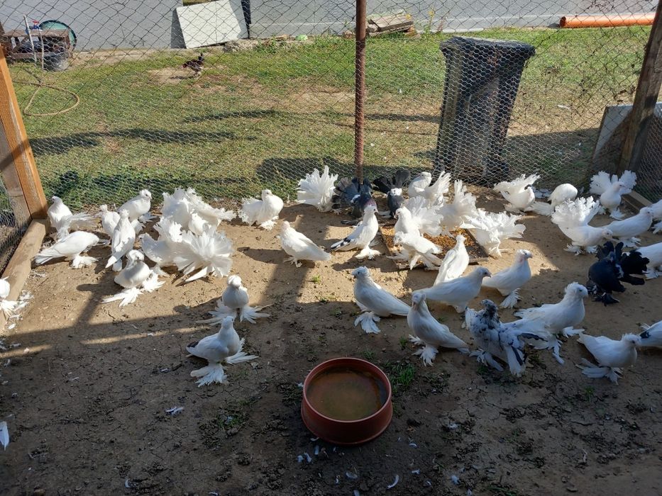 Vand porumbei voltati  indieni si puiendri si maturi.Tobosari germani