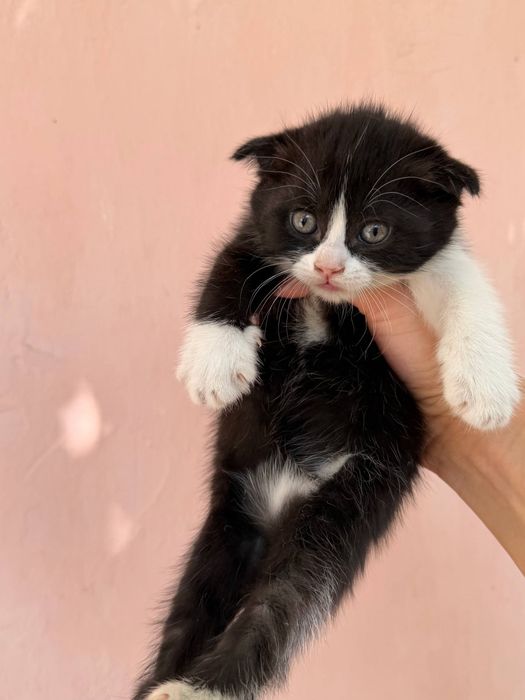 Котята от вислоухой кошки