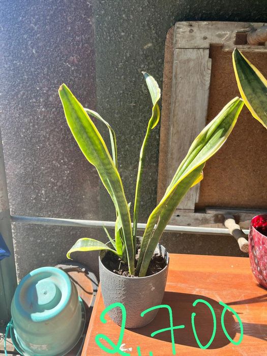 Домашние  растения.  Сансеверия