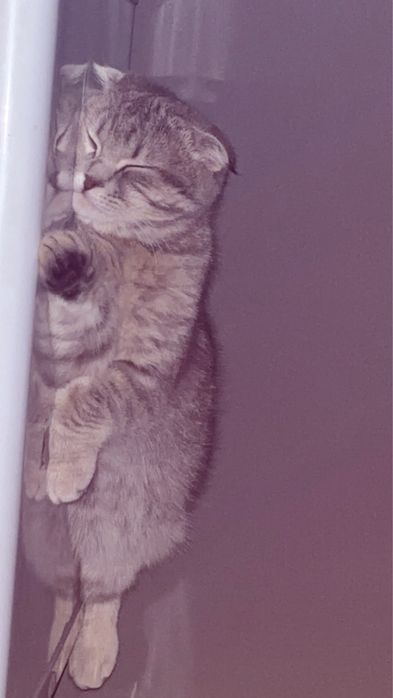 Кот скотш фолддд
