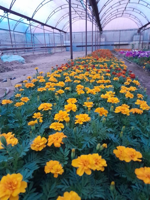 Тагесть Бархатцы