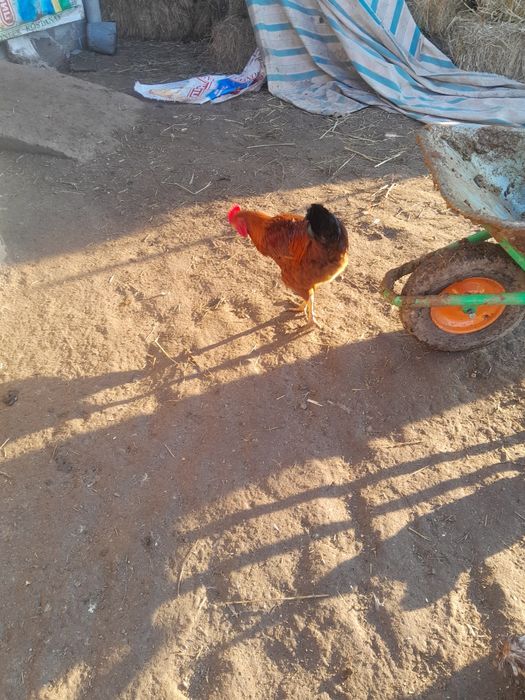 Продаются петухи