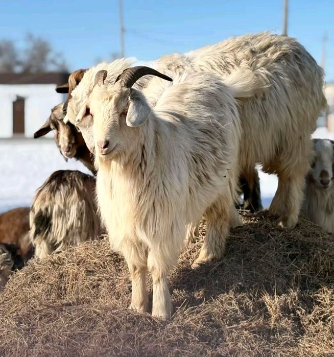 Қой ешкі сатылады