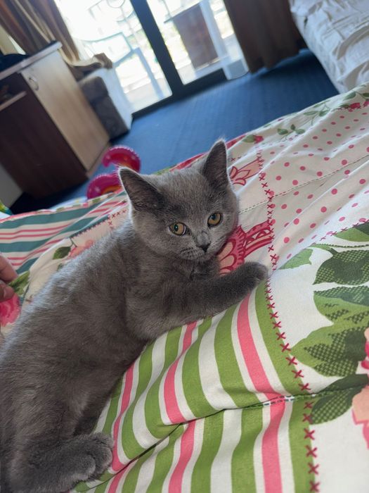 котенце на 4 месеца Шотландска фолд