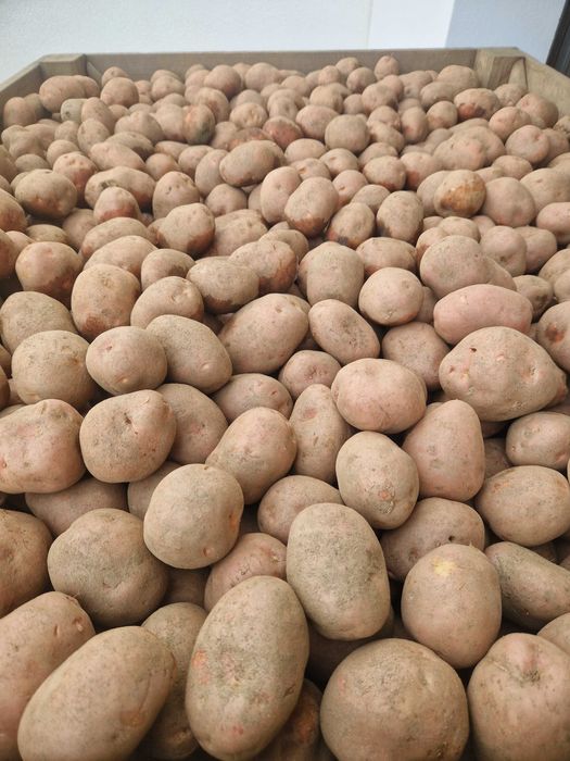 Cartofi de consum alb Marabel