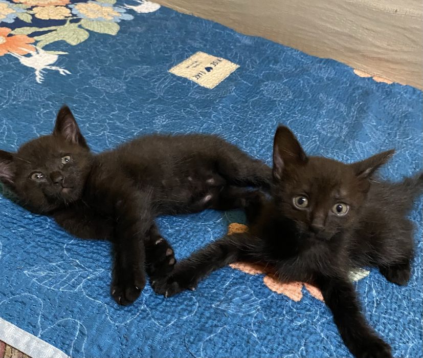 Отдам котят в добрые надежные руки !