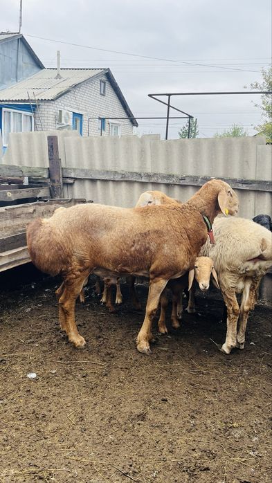 Продам кошкарчиков и кошкара