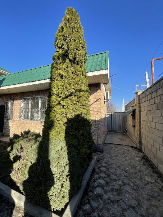 Зеленые хвойные деревья - Туи