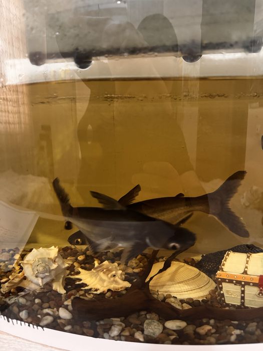 Рыба акула Akula