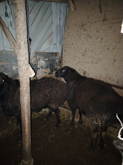 Қошқар Гисары.     .