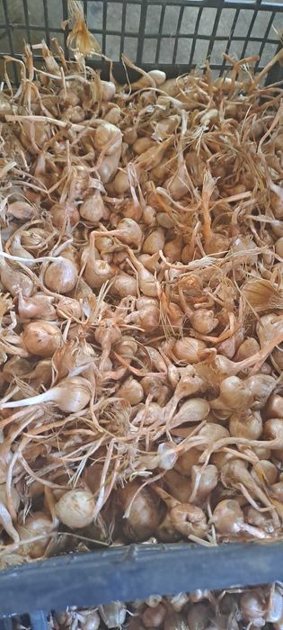 Шафранови луковици