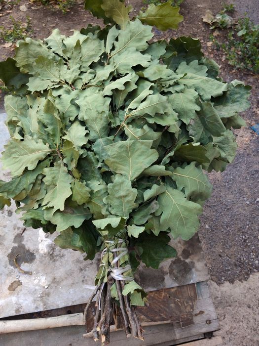 Продам дубовые веники для бани