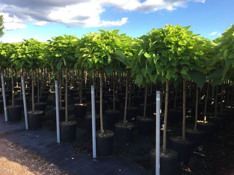 Pomi ornamentali  catalpa  nana