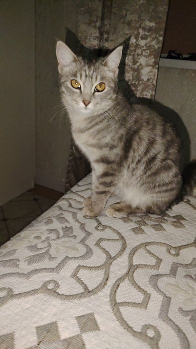 Отдам кошку бесплатно.