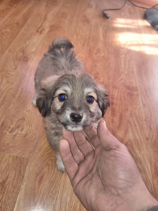 Metis shi-tzu 5 masculi