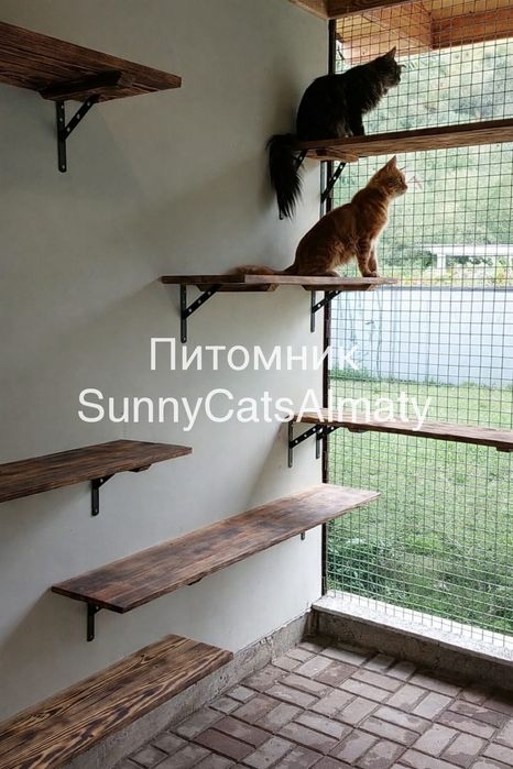 Премиум котята Мейн-кун в Рассрочку