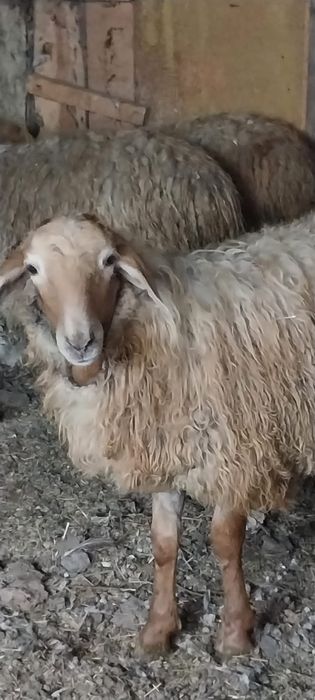 Бараны срочно откормленные