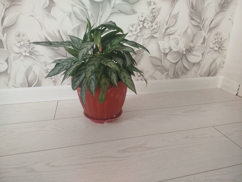 Комнатное расстение