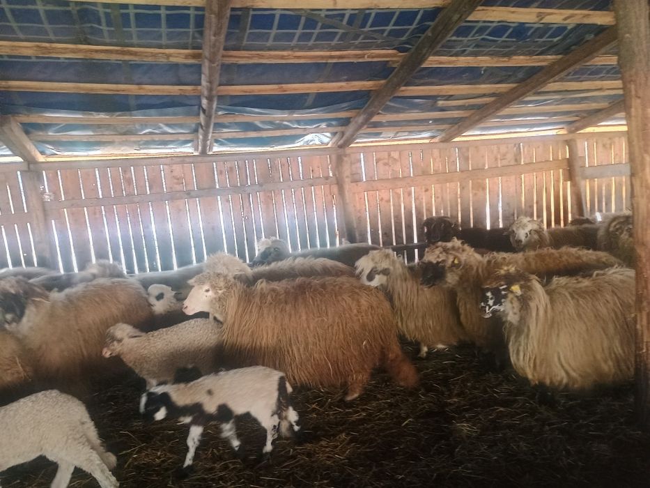 Oi cu miei  de vânzare