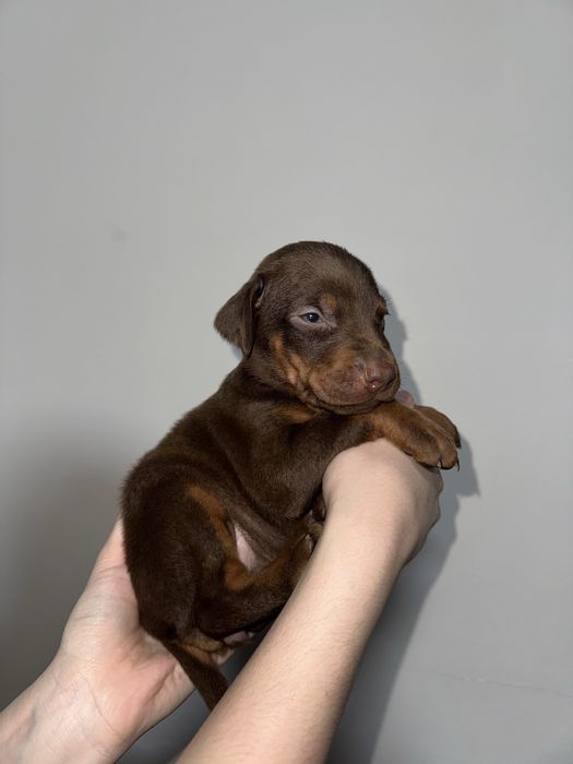 Элитный щенок добермана, девочка