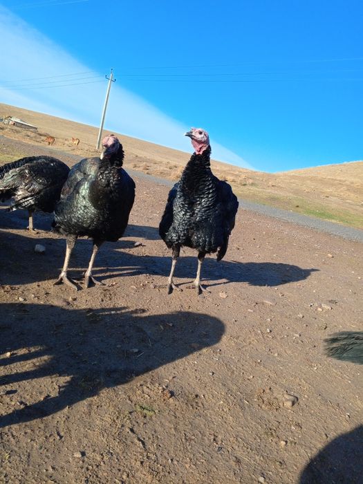 Ундіктер сатылады