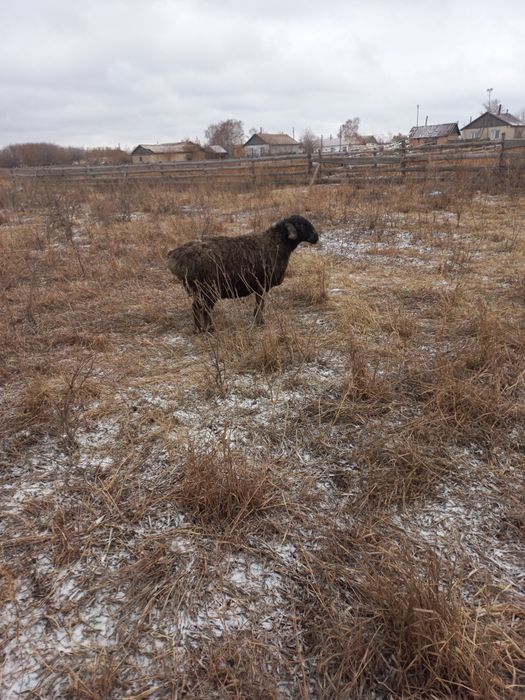 Овца хороши.без ягнёнка