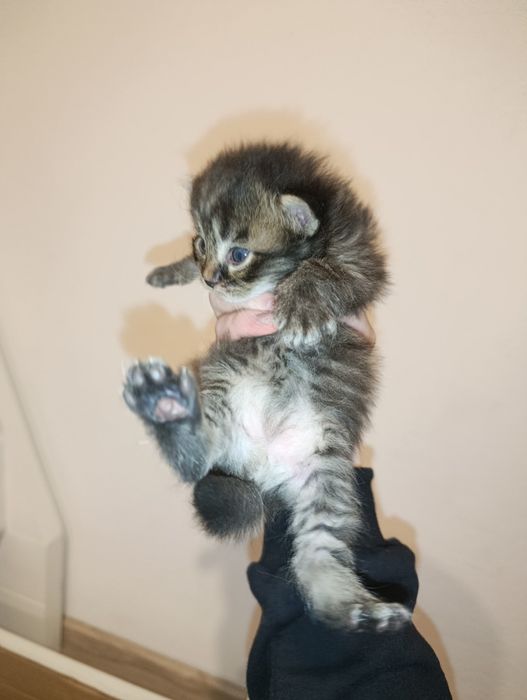 Отдам котят даром