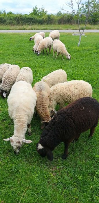 Vand berbeci de anul acesta