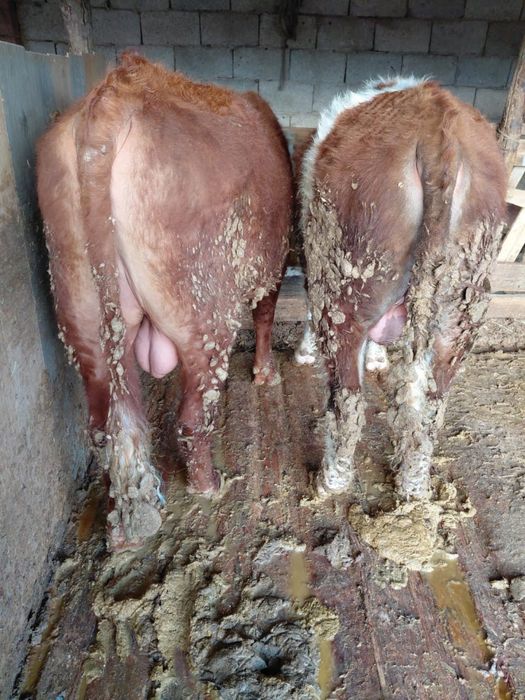 Бұқалар откорм семіз