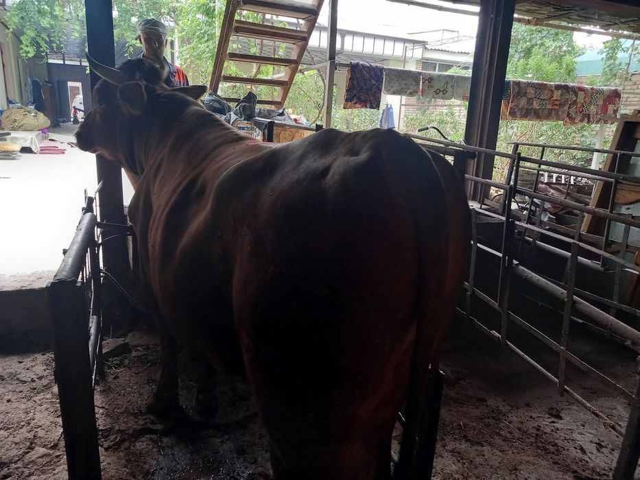 Мол сотилади 300.350 кг