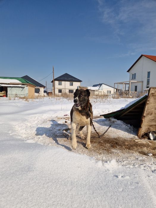 Собаки цена договорная
