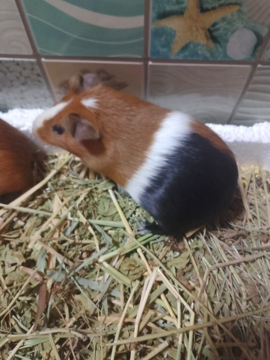 Продам морскую свинку