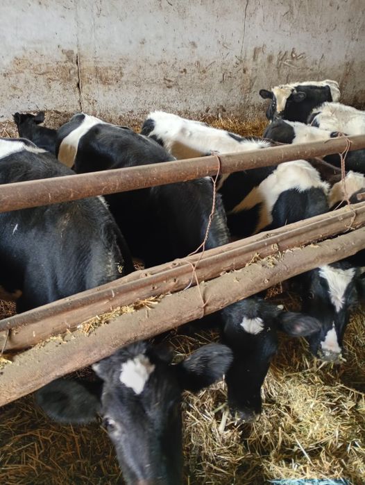 Tauri,Vitele si tauras de vanzare