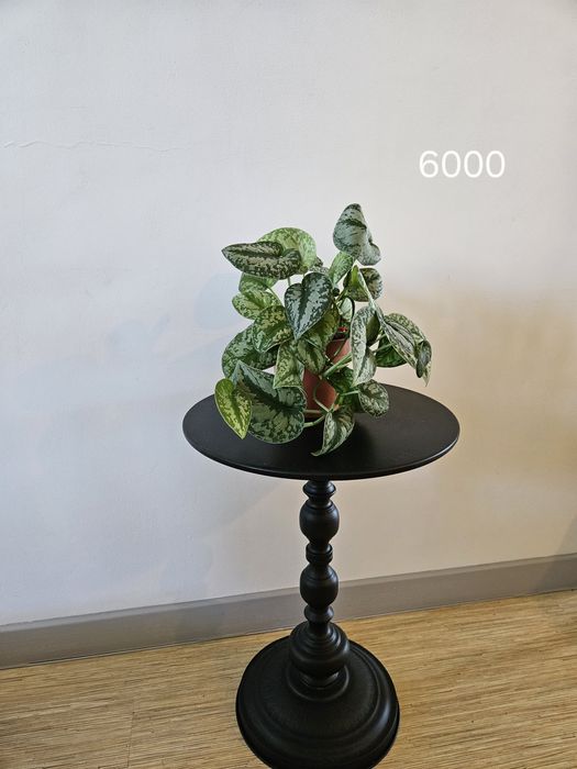 Продам комнатные цветы