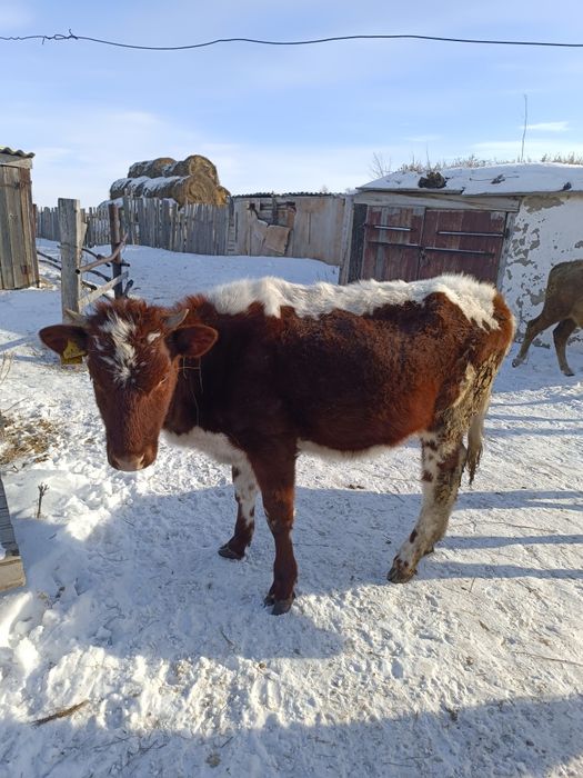 Продам годовалые тёлочки