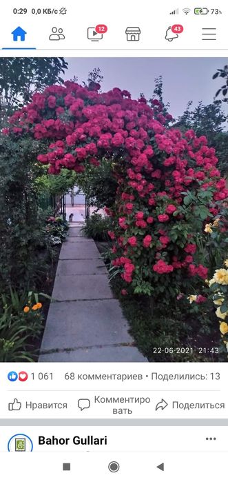 Бульдонеш.      вюшая р о за   .ПовлоняШтампова роза.    Инд ийский.Си