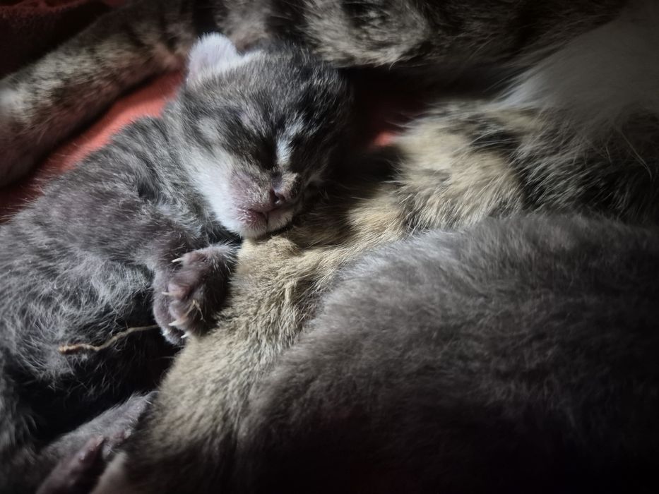 Мысық тегін 3  баласы мамасымен