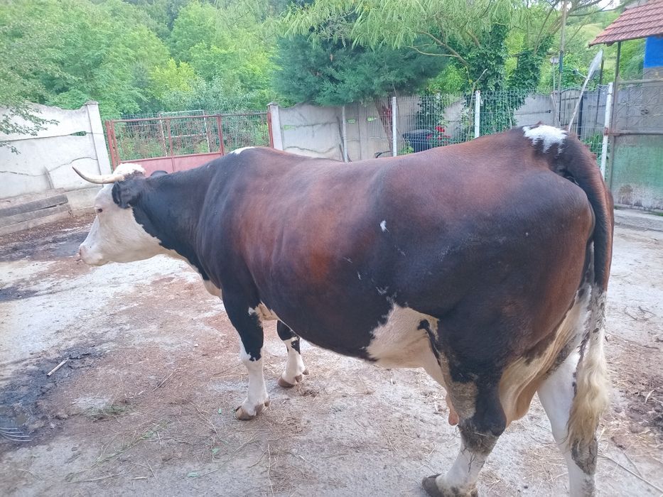 Vaca gestanta in 8 luni balțata romaneasca