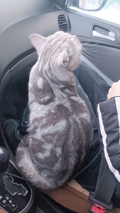 Мысық сатамын 250 000