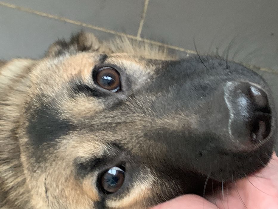 Пристраивается собака / щенок 7,5 месяца