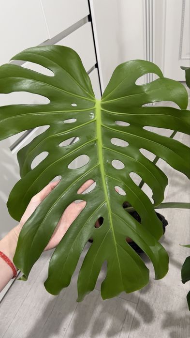 Красивая Монстера