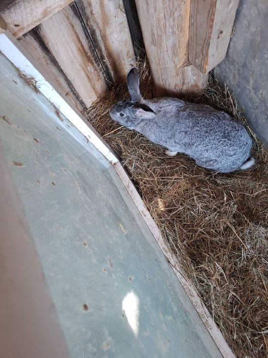 Vând iepurași de 2 luni
