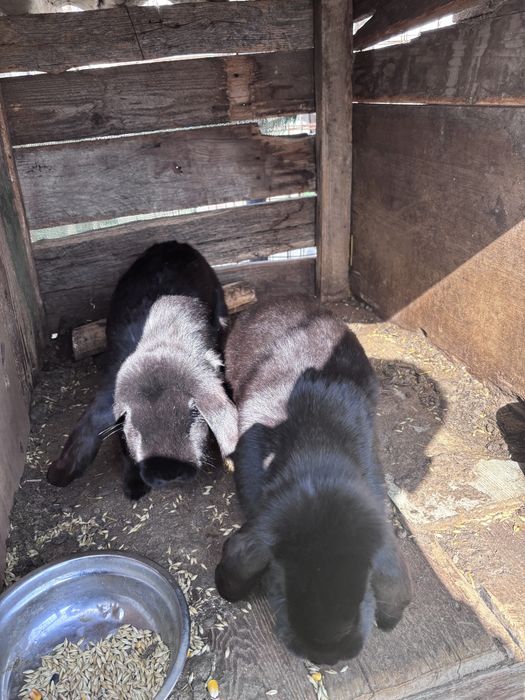 Femele berbec german