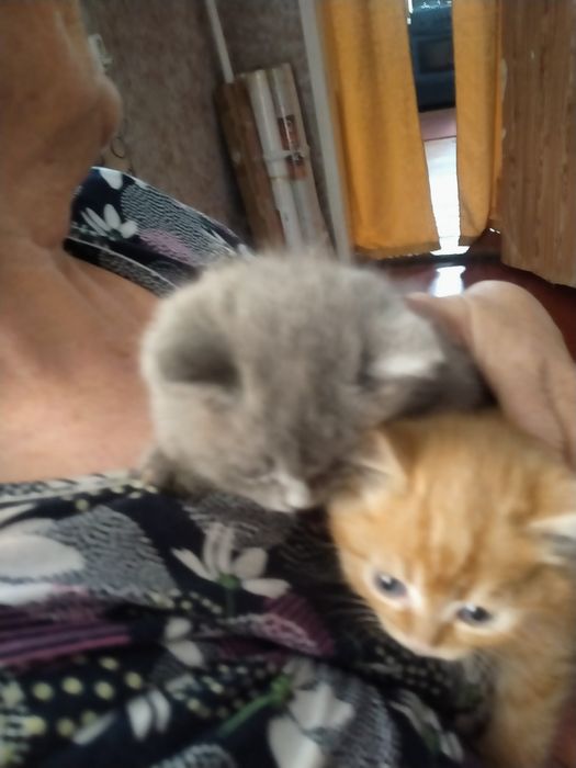 Милые котята ищут любящих хозяев
